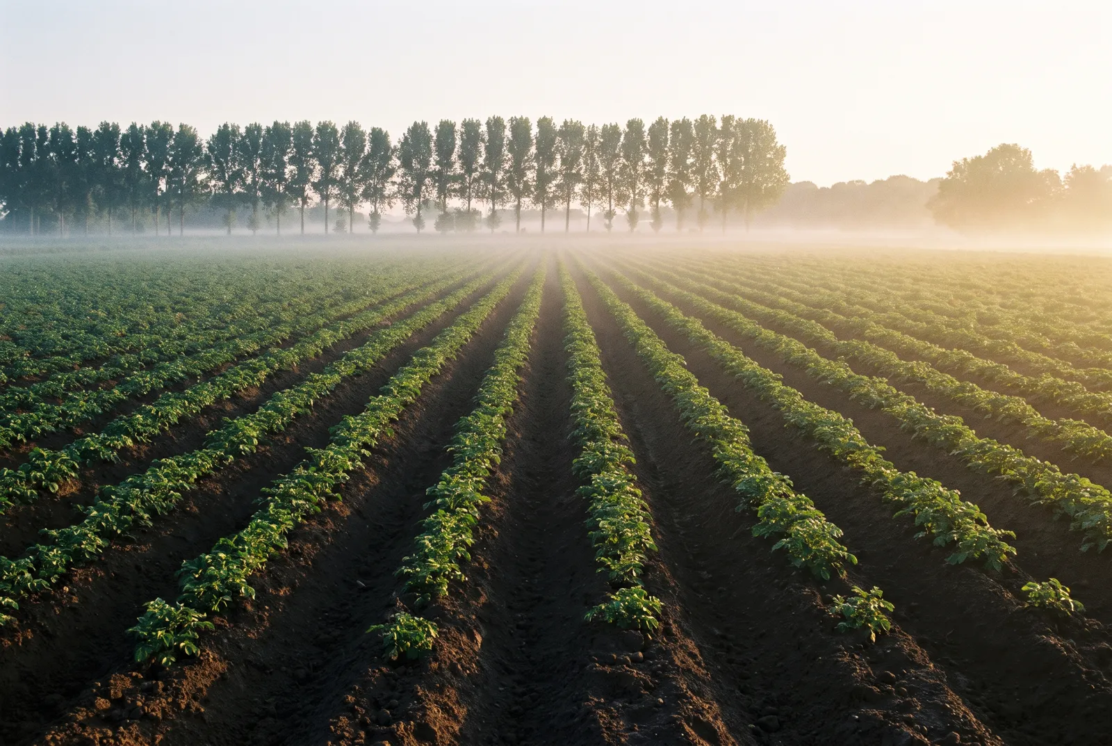 Morning mist over potato fields in Belgium